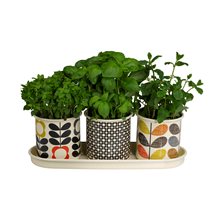ORLA KIELY Set of 3 Herb Plant Pots on Tray