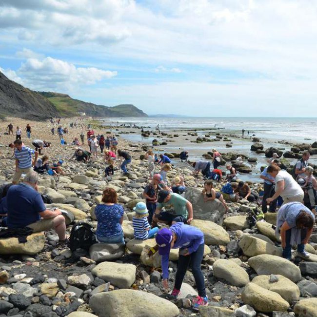Charmouth-Fossil-Hunting
