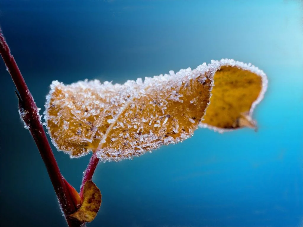 Frosty leaf
