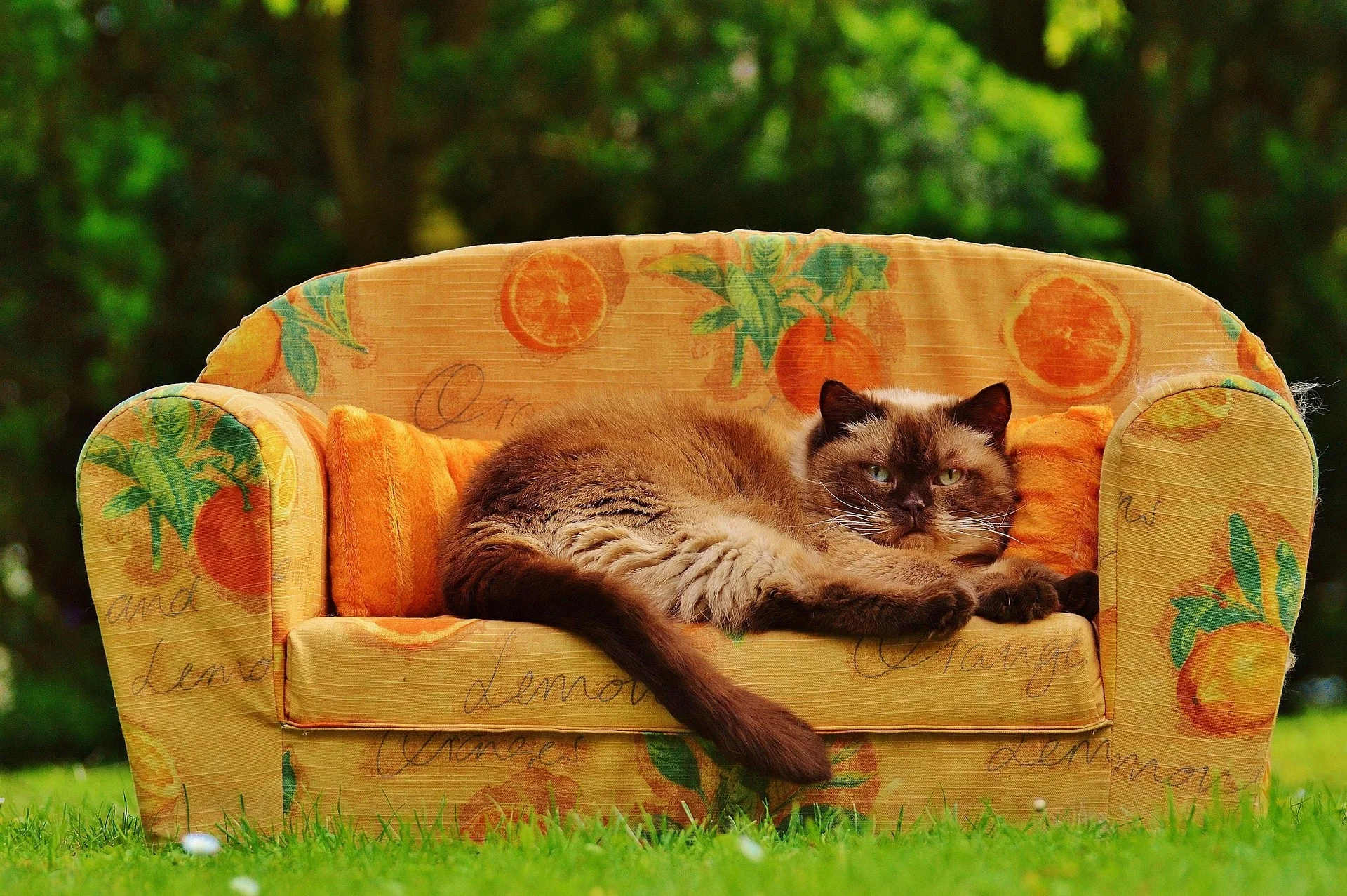 Sofa Buying Guide: How to Choose the Perfect Sofa – image 9